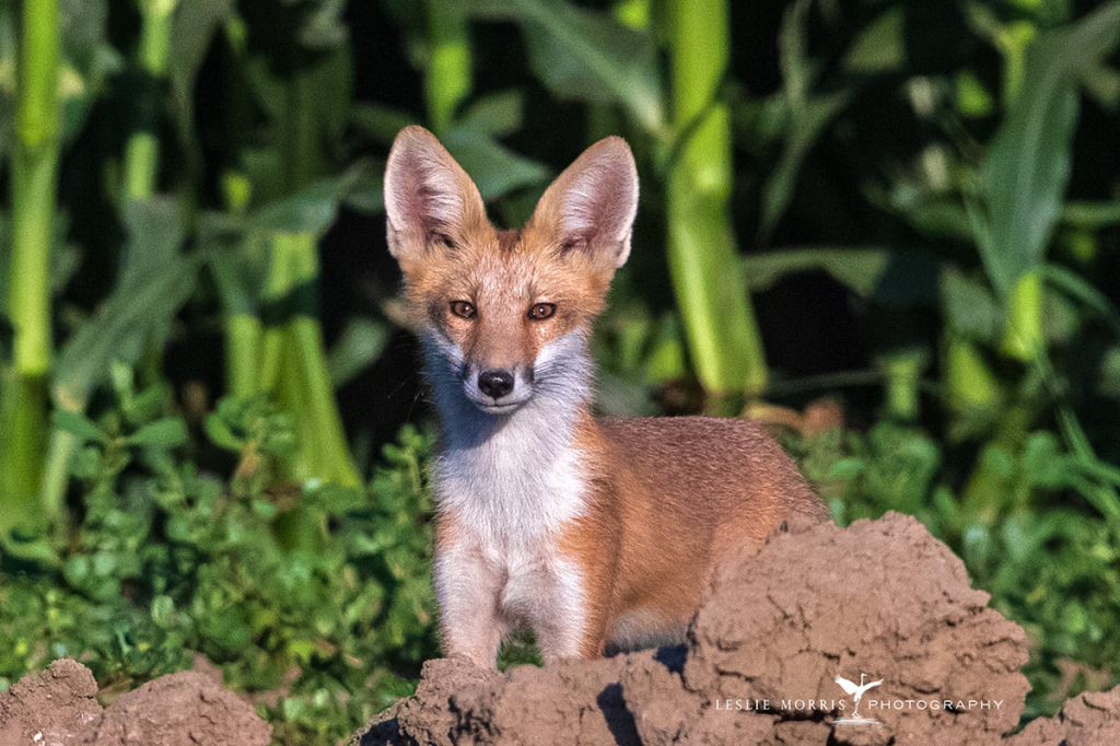 Red Fox - ID: 16023821 © Leslie J. Morris