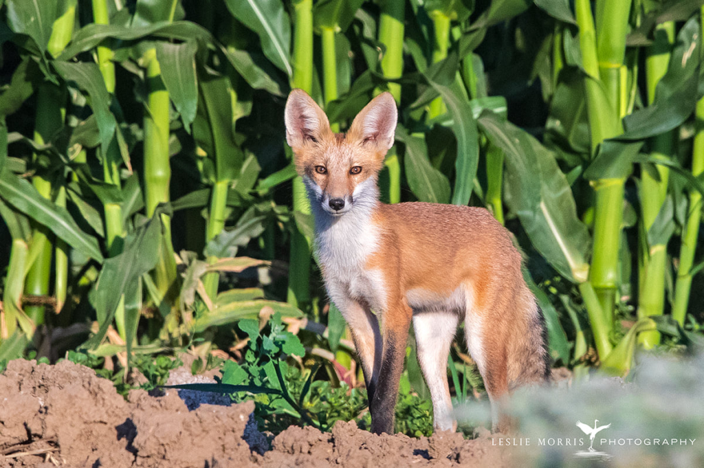 Red Fox - ID: 16023822 © Leslie J. Morris