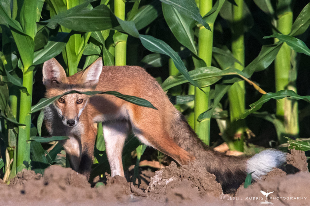 Red Fox - ID: 16023825 © Leslie J. Morris