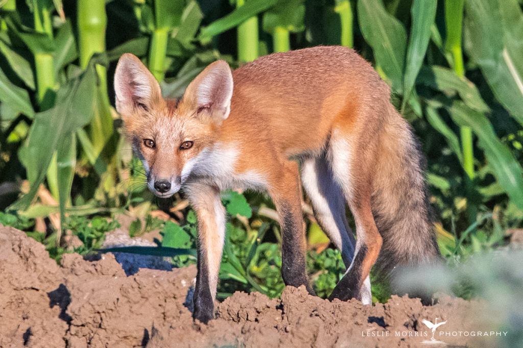 Red Fox - ID: 16023824 © Leslie J. Morris