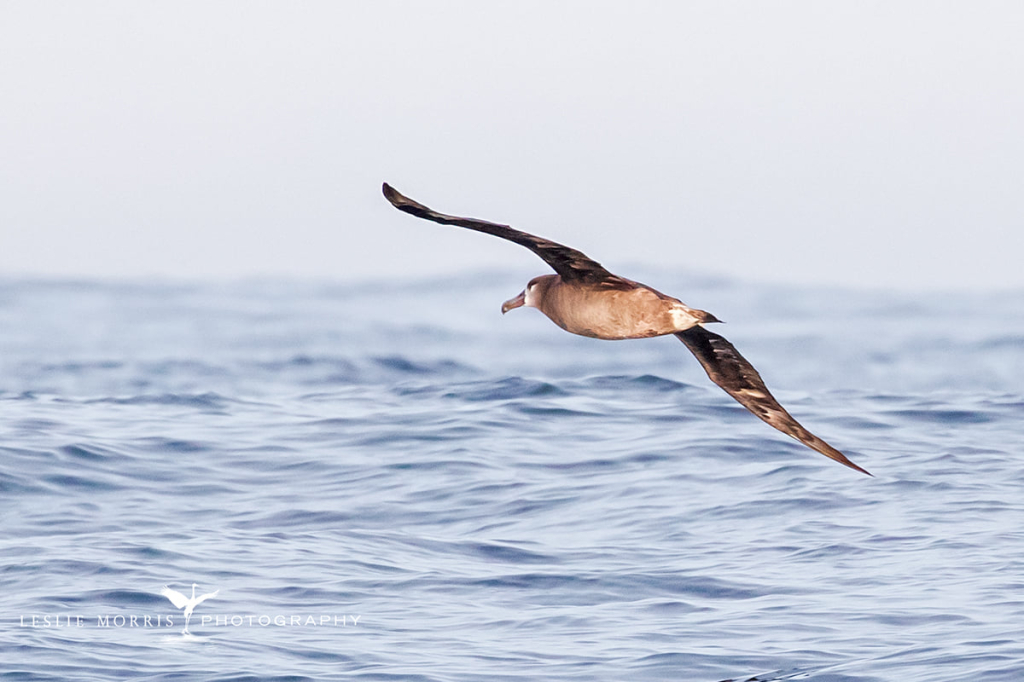 Black-footed Albatross - ID: 16023832 © Leslie J. Morris