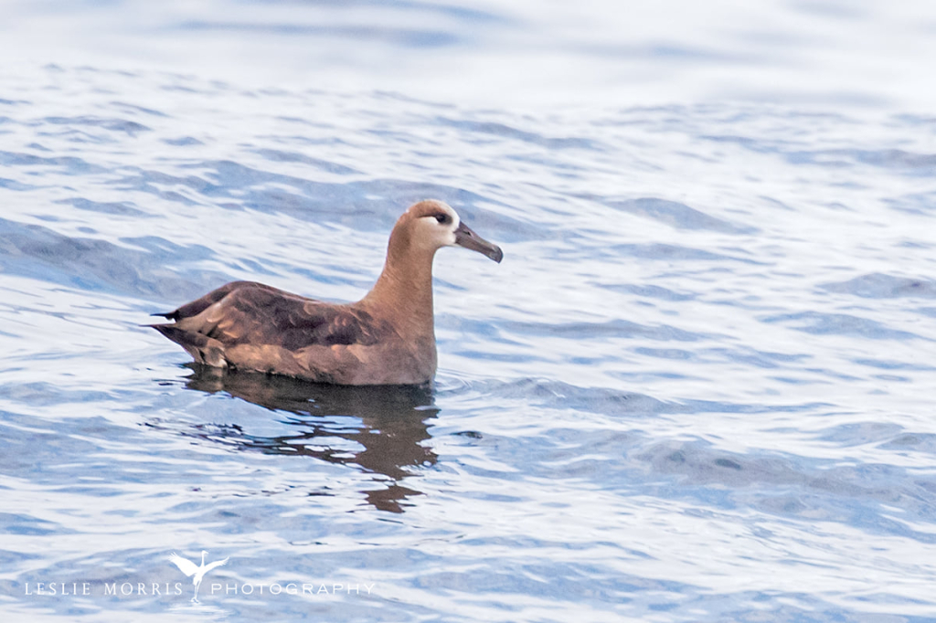 Black-footed Albatross - ID: 16023833 © Leslie J. Morris