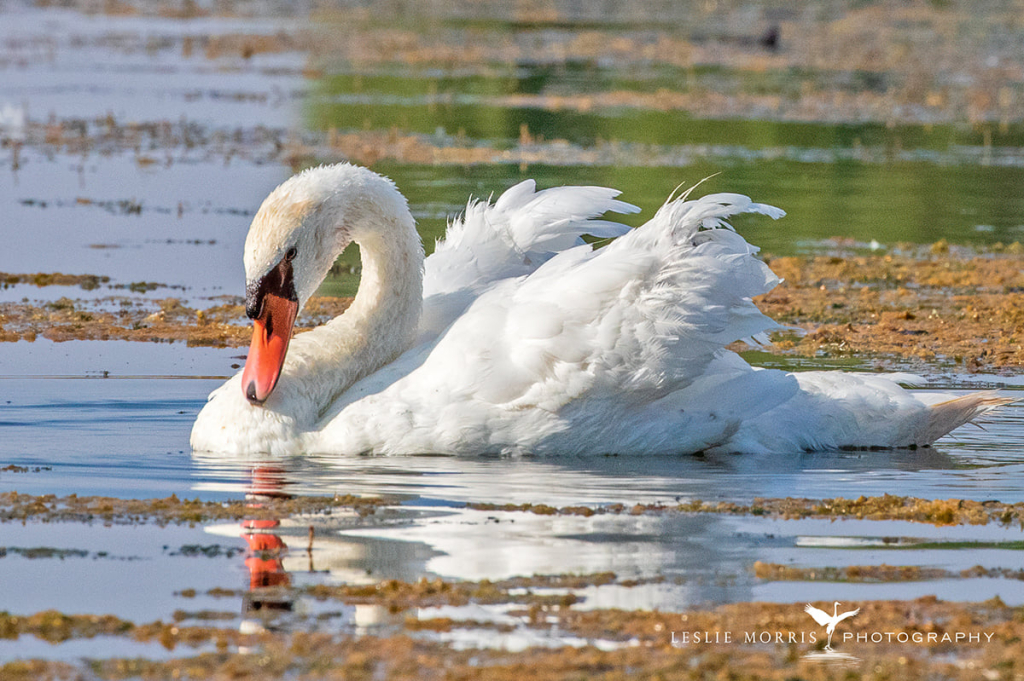 Mute Swan - ID: 16023836 © Leslie J. Morris