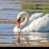 © Leslie J. Morris PhotoID # 16023836: Mute Swan