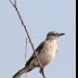 © Leslie J. Morris PhotoID # 16023837: Northern Mockingbird