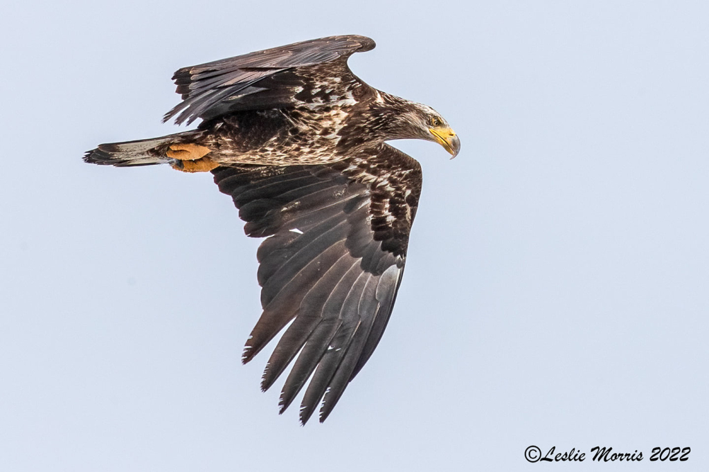 Juvenile Bald Eagle - ID: 16023844 © Leslie J. Morris