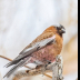 © Leslie J. Morris PhotoID # 16023846: Gray-crowned Rosy Finch