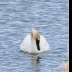 © Leslie J. Morris PhotoID # 16023848: Trumpeter Swan