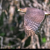 © Leslie J. Morris PhotoID # 16023852: Cooper's Hawk