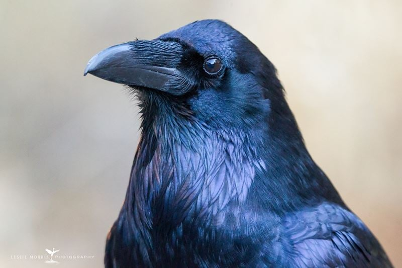 Common Raven - ID: 16023853 © Leslie J. Morris
