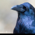 © Leslie J. Morris PhotoID # 16023853: Common Raven