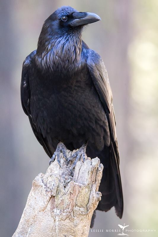 Common Raven - ID: 16023854 © Leslie J. Morris