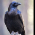 © Leslie J. Morris PhotoID # 16023854: Common Raven