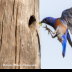 © Leslie J. Morris PhotoID # 16023855: Western Bluebird