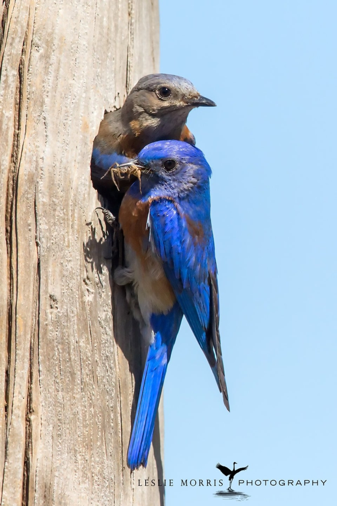 Western Bluebird - ID: 16023857 © Leslie J. Morris