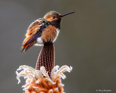 Allen's Hummingbird