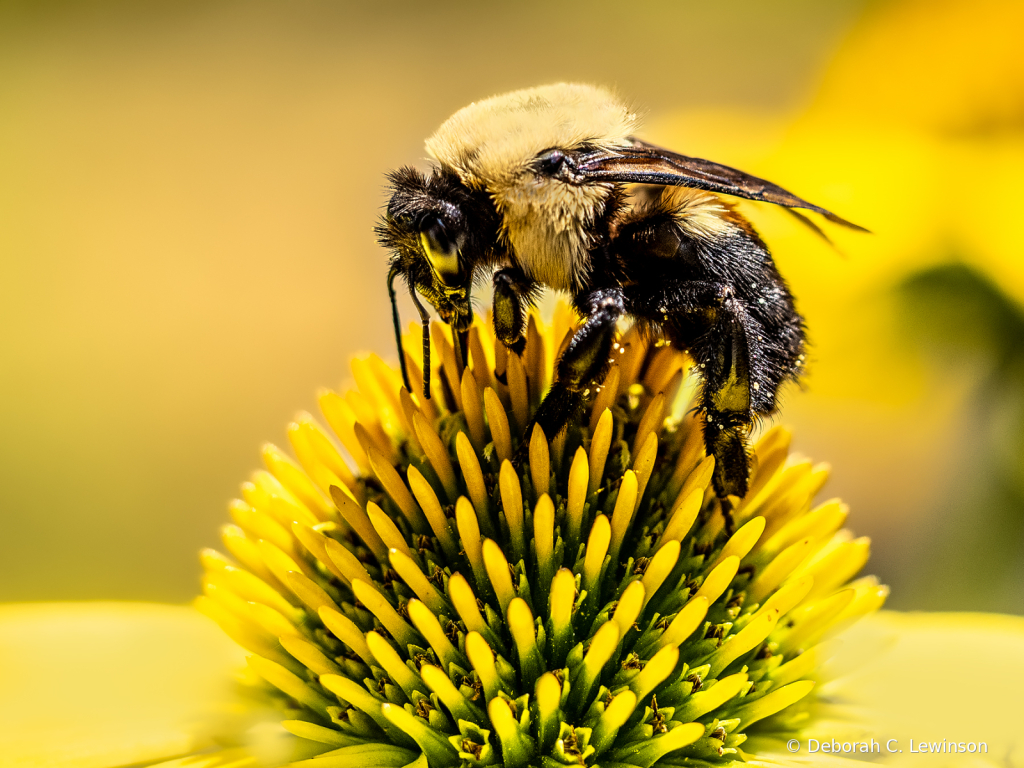 Bee on Cornflower