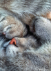 Shh! Sleeping Bea...