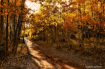 The Autumn Glow