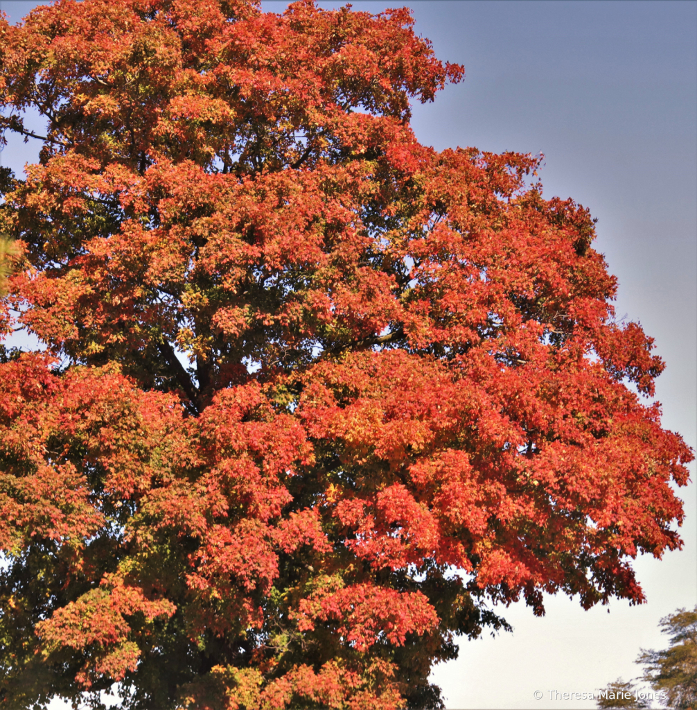 Fall Tree - ID: 16024343 © Theresa Marie Jones