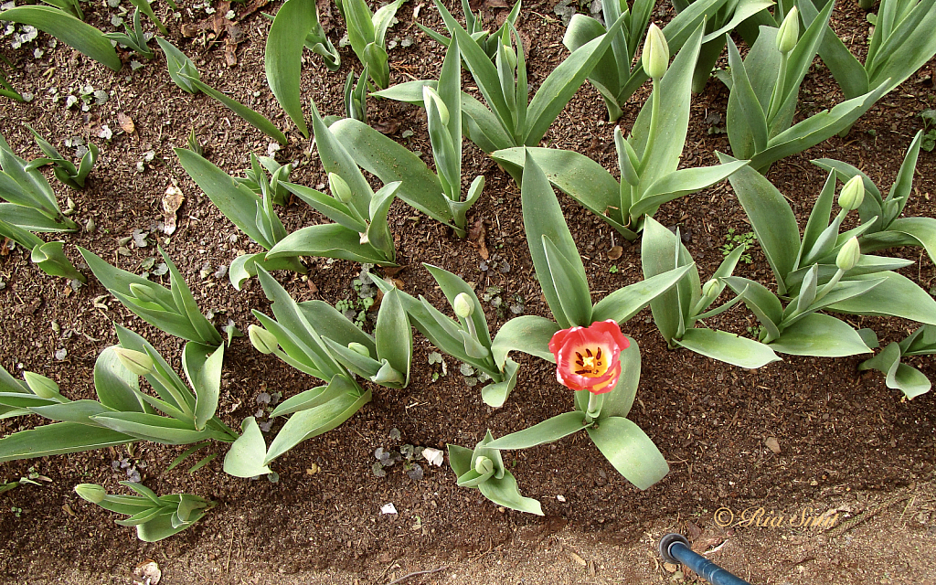 Early Bloomer