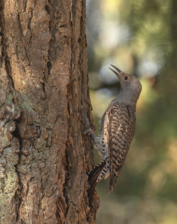 Woodpecker in My Backyard