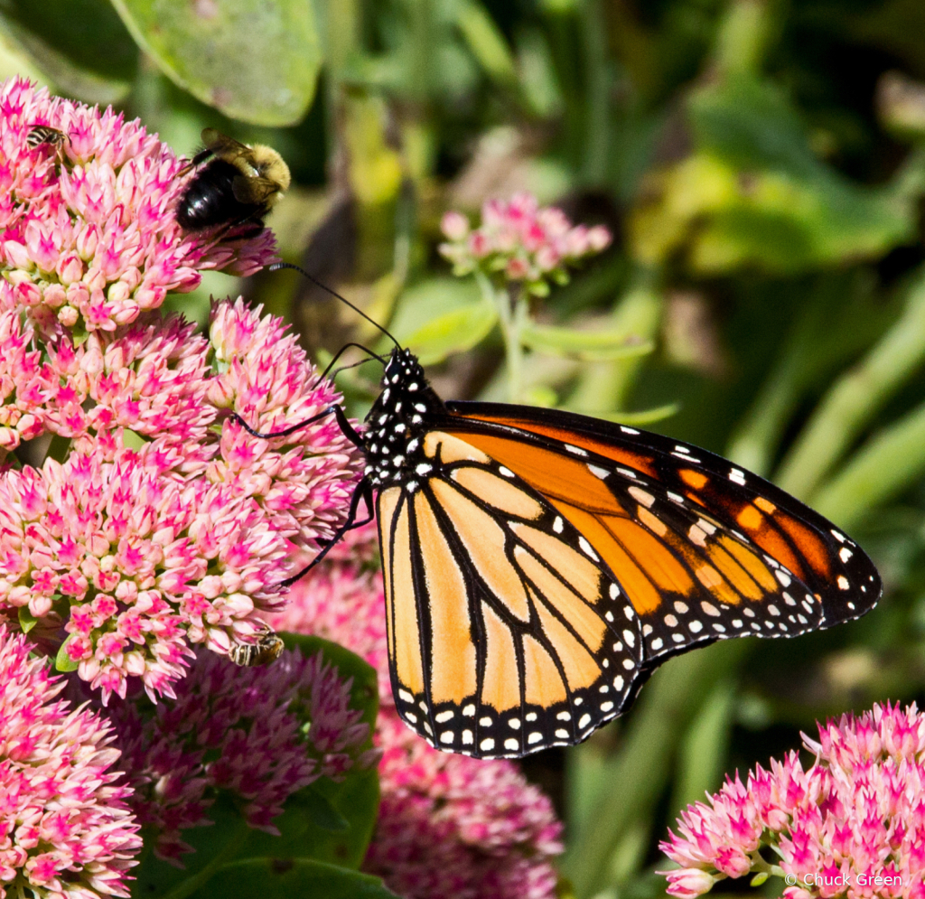 Monarch and Friend