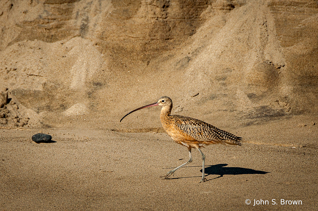 Curlew Parading - ID: 16024291 © John S. Brown