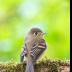 © Leslie J. Morris PhotoID # 16024451: Pacific-slope Flycatcher