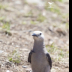 © Leslie J. Morris PhotoID # 16024453: Clark's Nutcracker