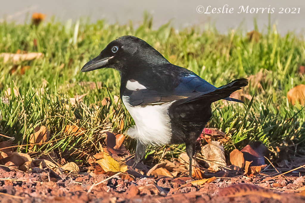 Black-billed Magpie - ID: 16024455 © Leslie J. Morris