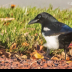 © Leslie J. Morris PhotoID # 16024455: Black-billed Magpie