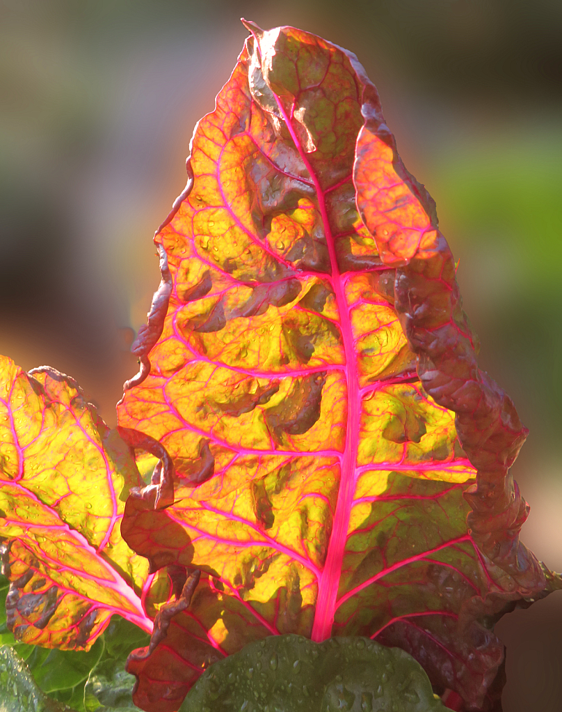 Backlit Leaf