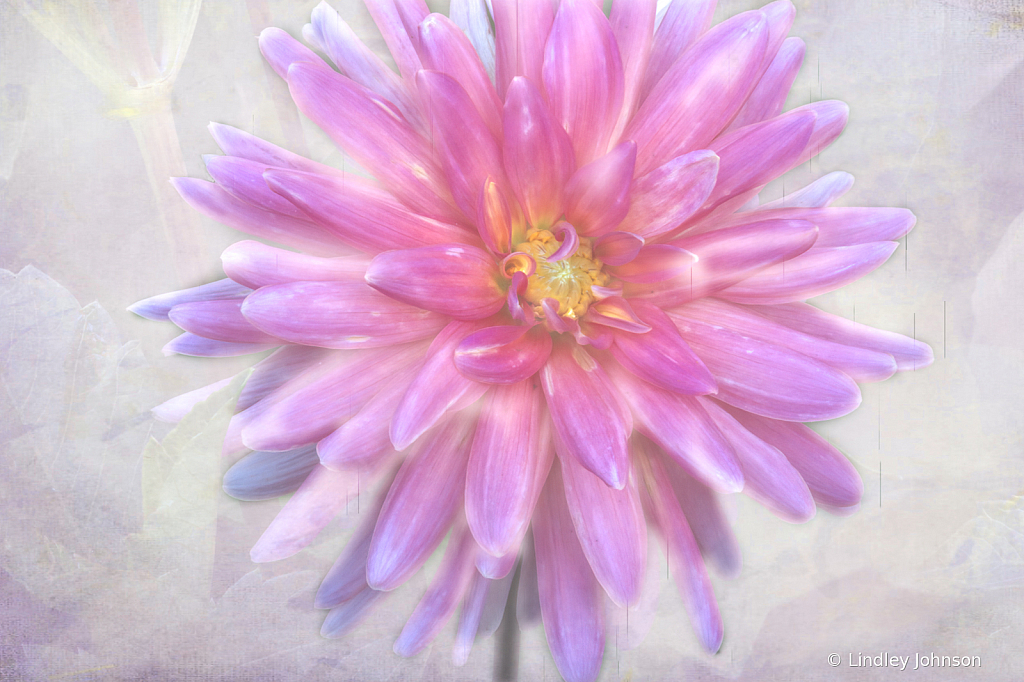 Dahlia Elegance