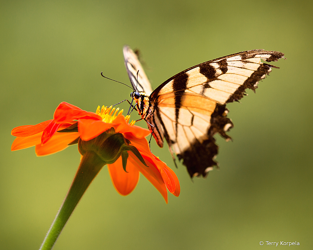 Butterfly - ID: 16024399 © Terry Korpela