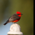 © Leslie J. Morris PhotoID # 16024423: Vermillion Flycatcher Male