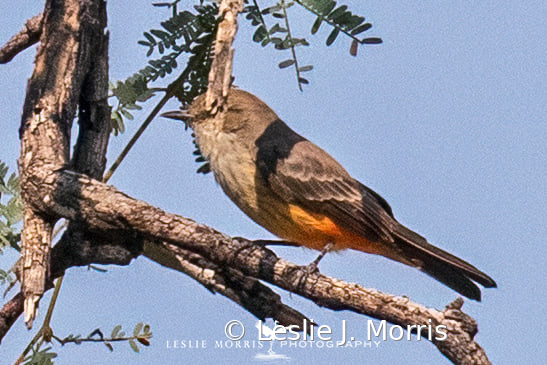 Vermillion Flycatcher - Female - ID: 16024428 © Leslie J. Morris