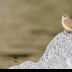 © Leslie J. Morris PhotoID # 16024433: Rock Wren