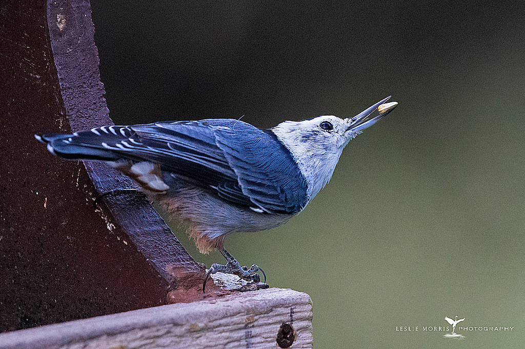 White-breasted Nuthatch - ID: 16024434 © Leslie J. Morris