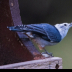 © Leslie J. Morris PhotoID # 16024434: White-breasted Nuthatch