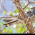 © Leslie J. Morris PhotoID # 16024436: Common Nighthawk