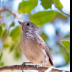 © Leslie J. Morris PhotoID # 16024444: OakTitmouse1