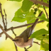 © Leslie J. Morris PhotoID # 16024446: Bushtit1