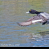 © Leslie J. Morris PhotoID # 16024450: Lesser Scaup