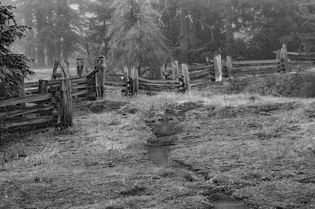 Along the Fence Line