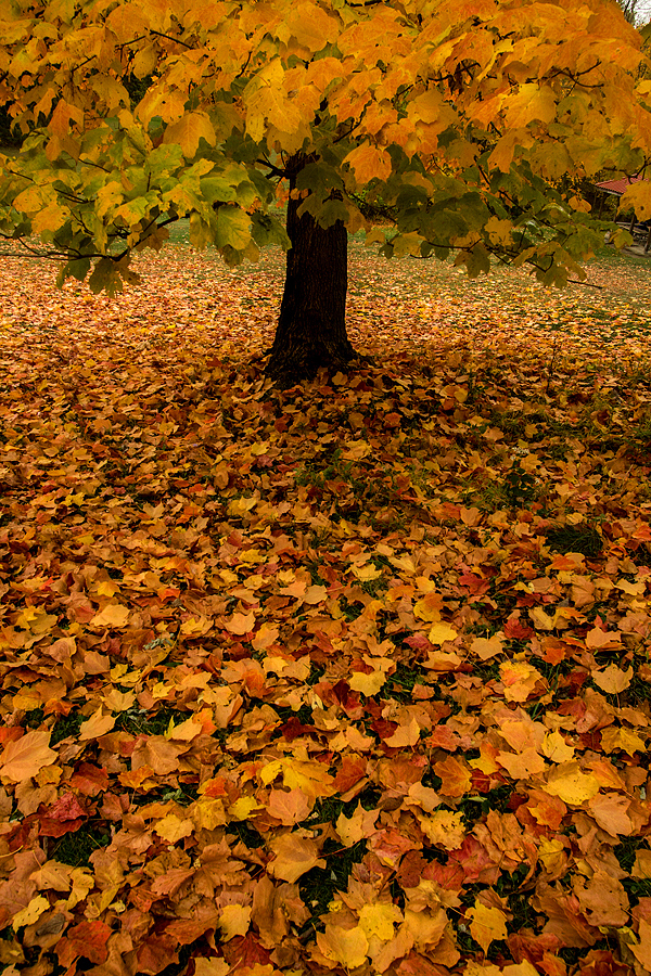 Autumnal Sycamore