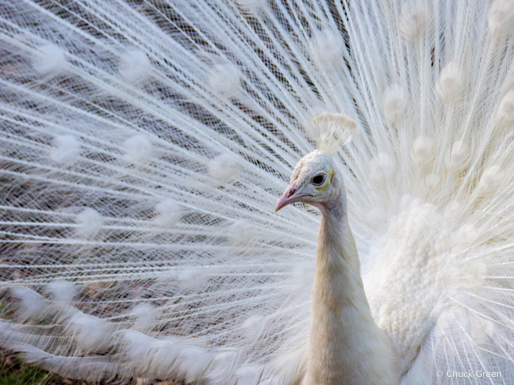 Mr Fancy Feathers