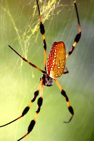 Golden Orb Spider