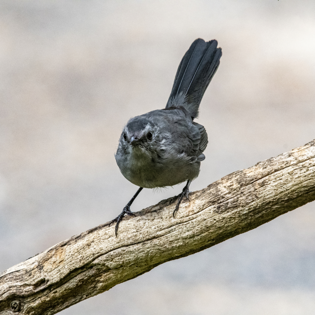 Catbird