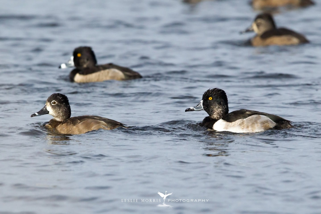Ring-necked Ducks - ID: 16024548 © Leslie J. Morris
